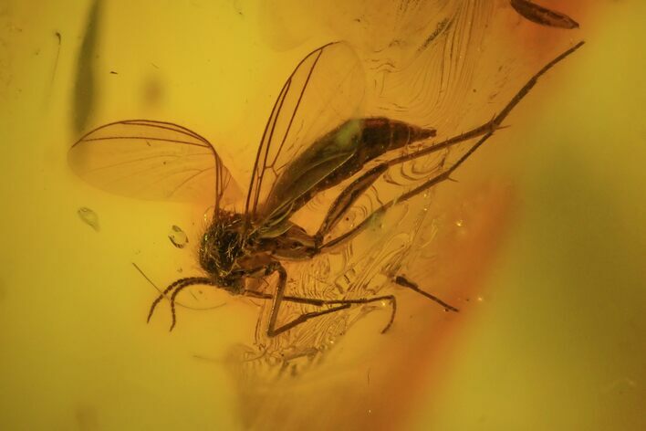 Detailed Fossil Fly (Diptera) In Baltic Amber #58051